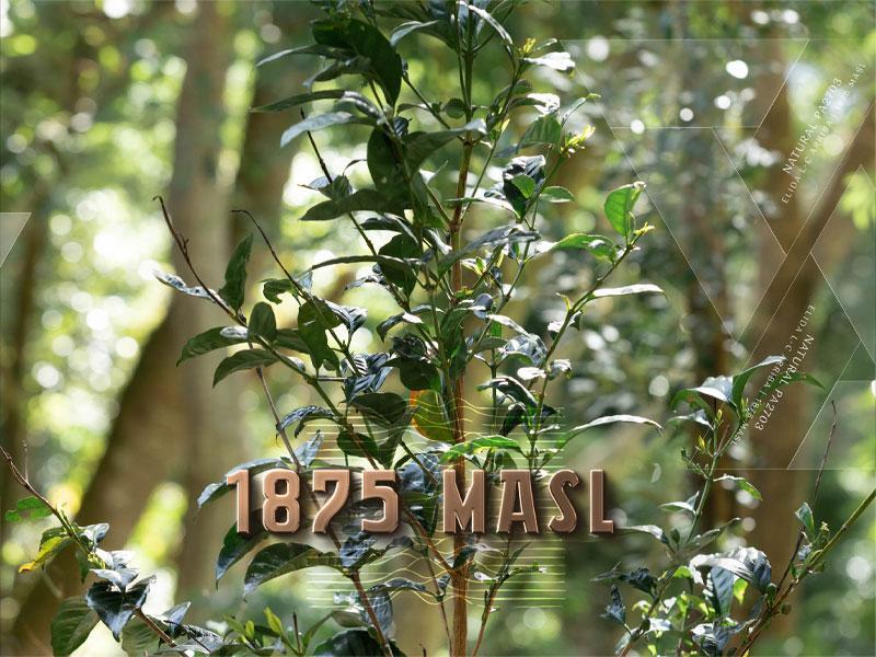 L-C Arriba 1875 Natural PA2703