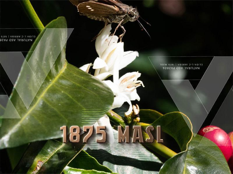 L-C Arriba 1875 Natural ASD PA2804