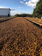 3 - Fazenda Chapadão - Brazil 2025 (Dry)