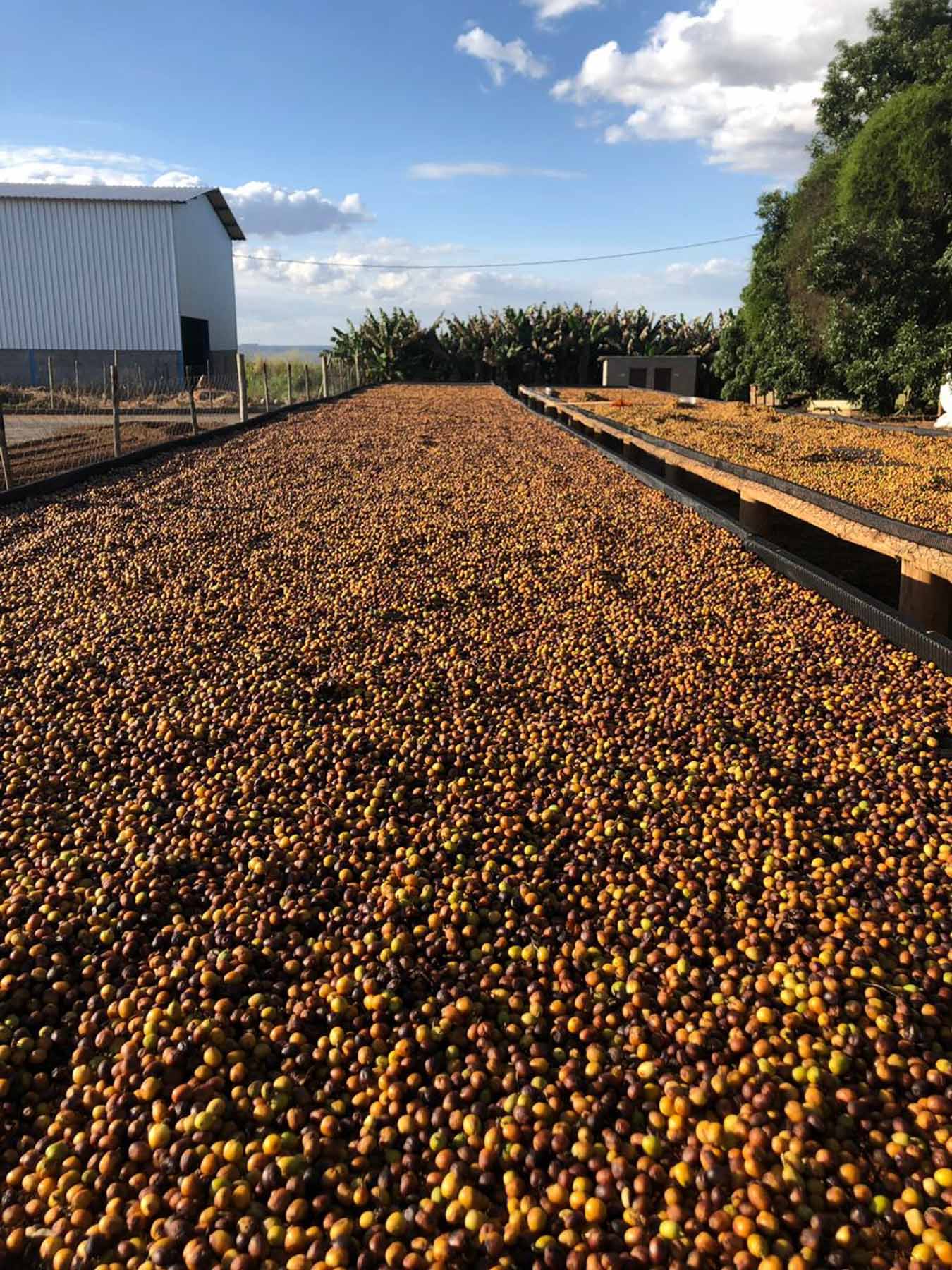 3 - Fazenda Chapadão - Brazil 2025 (Dry)