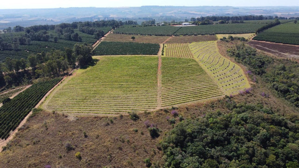 3 - Fazenda Chapadão - Brazil 2025 (Dry)